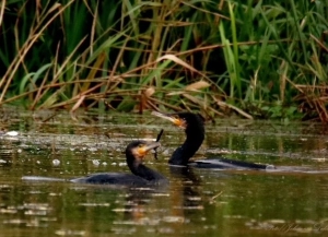 Dit jagt kontingent giver adgang til - rype jagt.